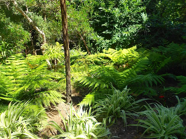 Tree ferns and exotic plants in the Valley of the Ferns at Monserrate Park